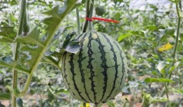 免费吃瓜教程,揭秘网络免费美食分享秘籍